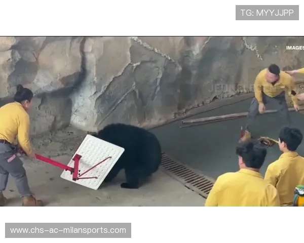 黑熊袭击事件频发，生态失衡惹关注，黑熊灾害